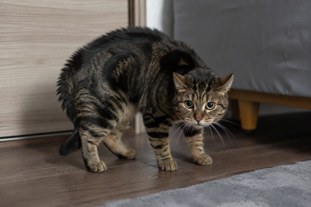 Por qué mi gato es agresivo de repente: causas y soluciones