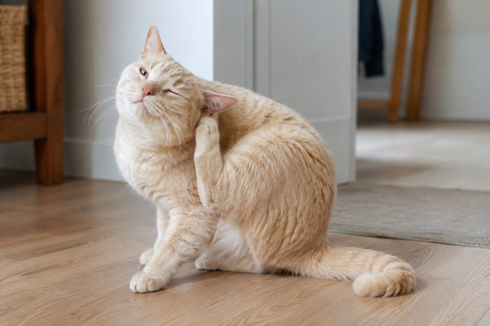 Alergias en gatos: síntomas más comunes y qué hacer