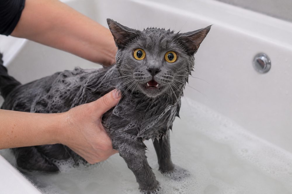 Cómo bañar a un gato paso a paso (y cuándo es realmente necesario)