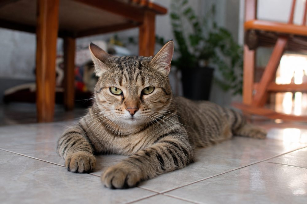 Gato en celo: síntomas y qué hacer