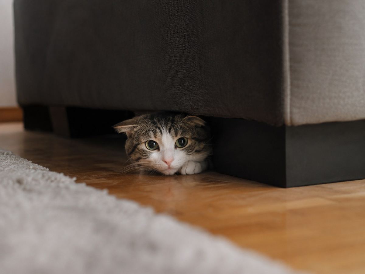 Cómo saber si tu gato tiene miedo o estrés (y qué hacer)