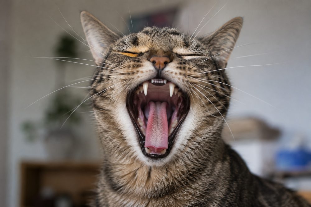 Cómo saber la edad de un gato por sus dientes y aspecto físico