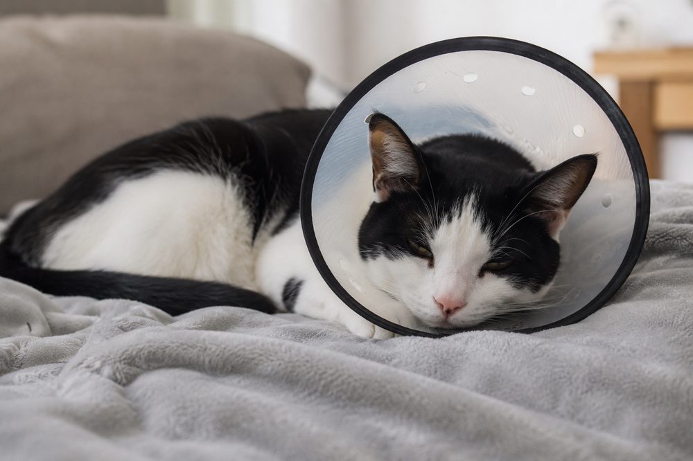 Esterilizar a un gato: pros, contras y cuidados posteriores