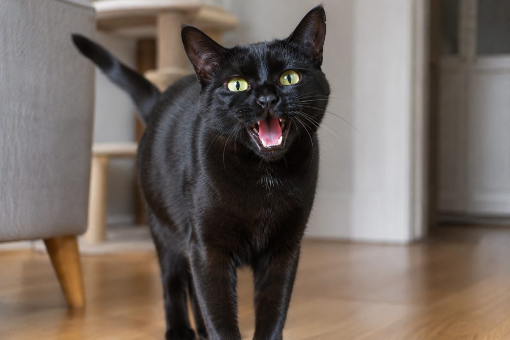 Por qué maúlla tanto tu gato y cómo solucionarlo
