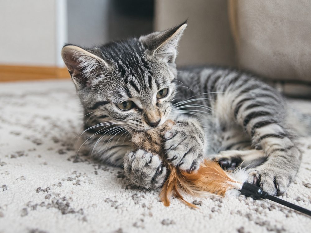 Por qué tu gato te muerde al jugar y cómo evitarlo