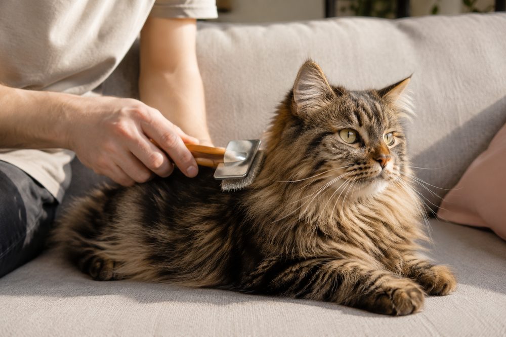 Gato pierde mucho pelo: causas y soluciones
