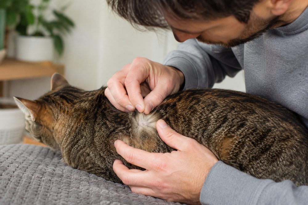 Pulgas en gatos: cómo detectarlas y tratarlas