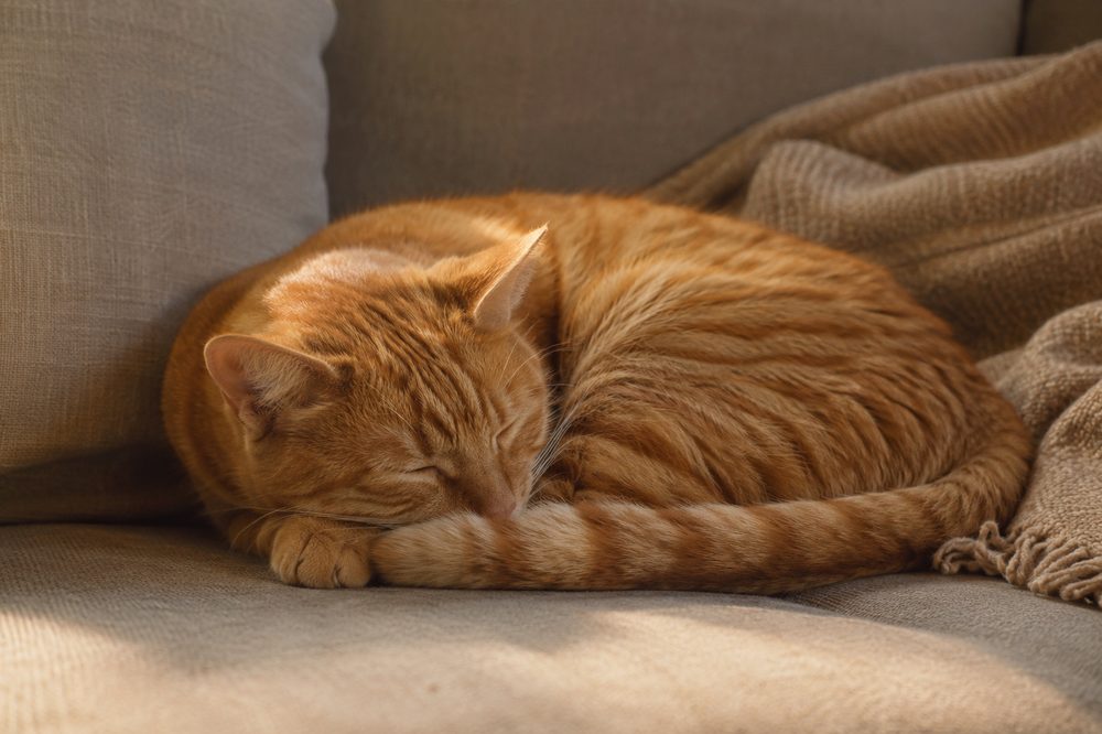 Cuánto debe dormir y jugar un gato según su edad