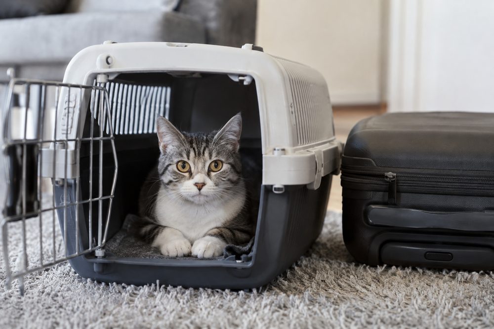 Cómo viajar en coche o avión con tu gato