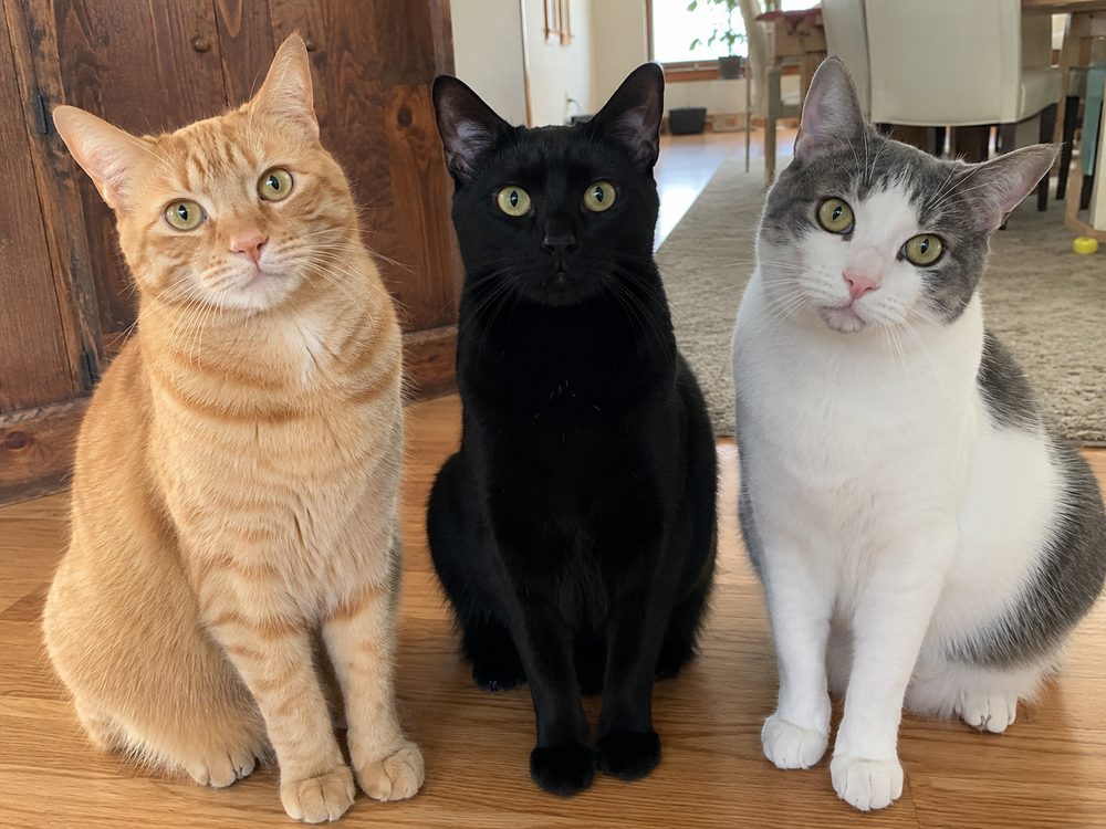 Nombres para gatos: más de 150 ideas para machos y hembras