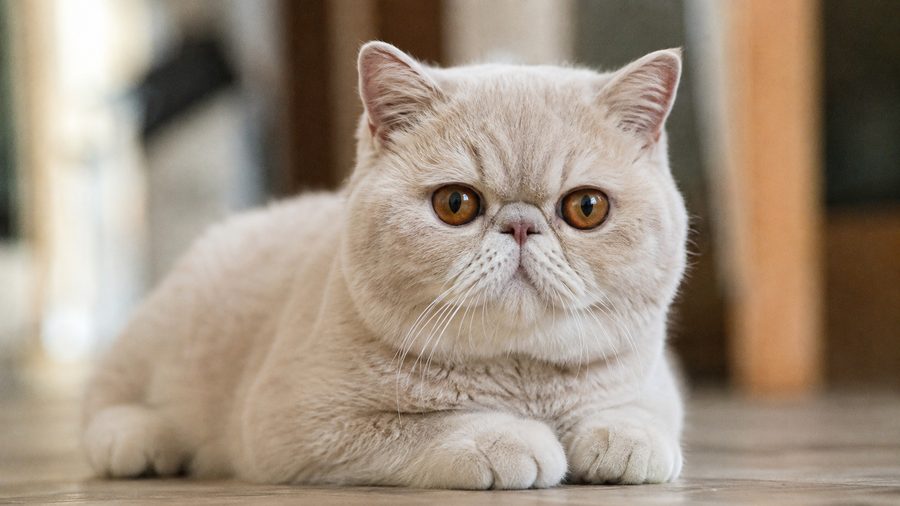 Gato Exótico de Pelo Corto de cara chata y pelaje crema