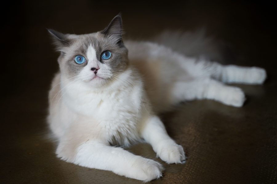 Gato ragdoll de ojos azules